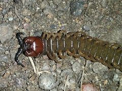 Cormocephalus