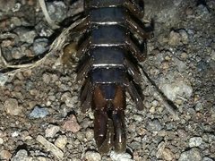 Cormocephalus