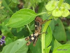 Valanga irregularis