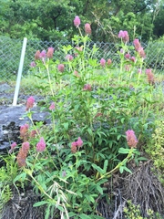 Trifolium rubens