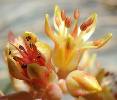 Sedum kiersteadiae