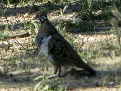 Geophaps scripta
