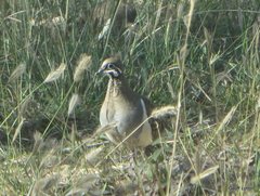 Geophaps scripta