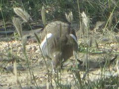 Geophaps scripta