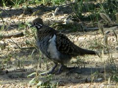 Geophaps scripta