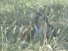 Geophaps scripta