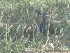 Geophaps scripta