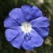 Campanilla Azul - Photo (c) Bronzit_poet, algunos derechos reservados (CC BY-NC), subido por Bronzit_poet