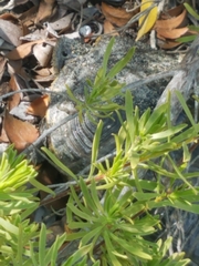Malaclemys terrapin rhizophorarum image