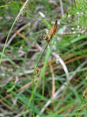 Carex caryophyllea
