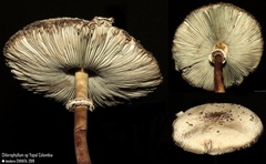 Chlorophyllum