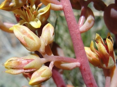 Sedum kiersteadiae