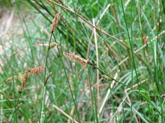 Carex caryophyllea