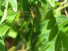 Austrogynacantha heterogena