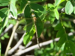 Austrogynacantha heterogena