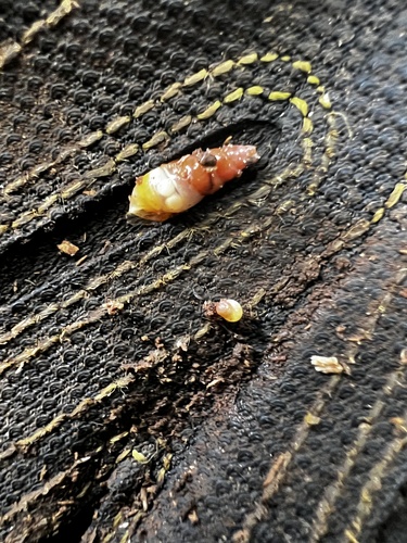 Subulina octona observed 2024-07-15