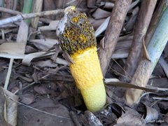Phallus multicolor