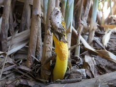 Phallus multicolor