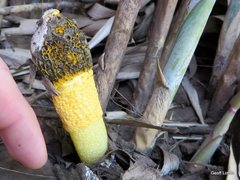 Phallus multicolor