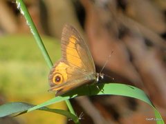 Hypocysta irius