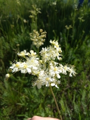 Filipendula vulgaris