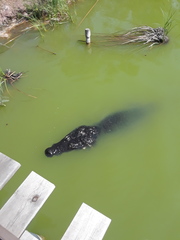 Crocodylus acutus