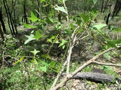 Erythrina vespertilio