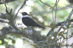 Turdus albocinctus