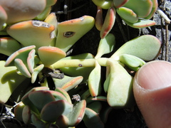 Sedum kiersteadiae