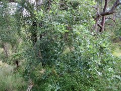 Erythrina vespertilio