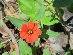 Zinnia peruviana
