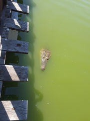 Crocodylus acutus
