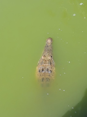 Crocodylus acutus