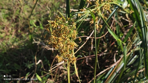 Image of Rhynchospora corymbosa by (c) Thomaz Ricardo Favreto Sinani, some rights reserved (CC BY)