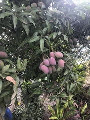 Mangifera indica