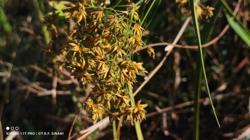 Image of Rhynchospora corymbosa by (c) Thomaz Ricardo Favreto Sinani, some rights reserved (CC BY)