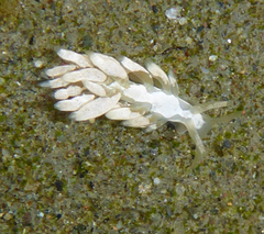 Trinchesia albocrusta image