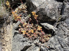 Sedum kiersteadiae