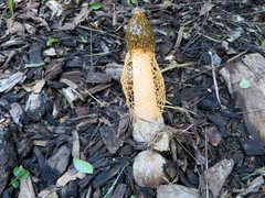 Phallus multicolor
