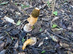 Phallus multicolor