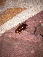 Periplaneta japonica