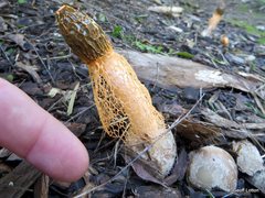 Phallus multicolor