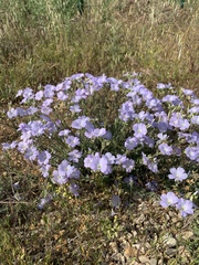 Linum lanuginosum