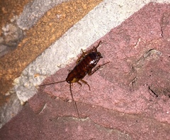 Periplaneta japonica