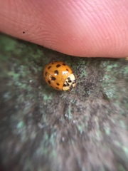 Harmonia axyridis