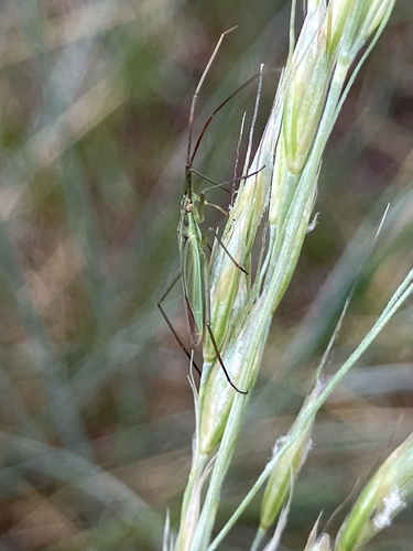 Plant Bug photo 5