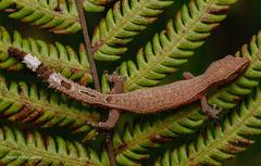 Greater Clawless Gecko photo 3