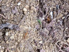 Camponotus