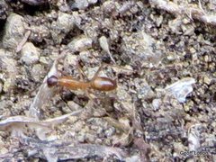 Camponotus