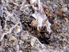Camponotus